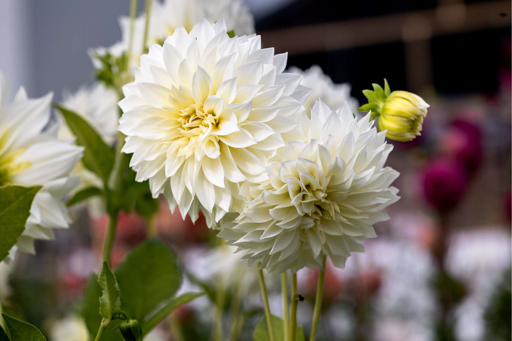 Dahlia 'Cafe au Lait Supreme'